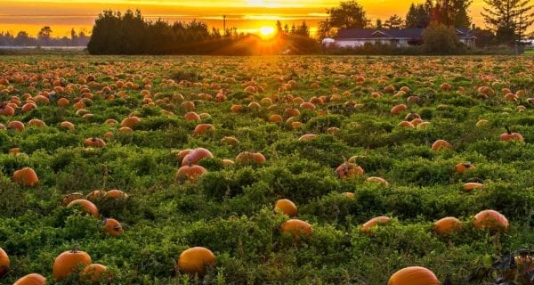 showhallpumpkinpatch