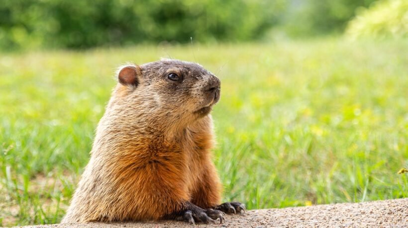 groundhog